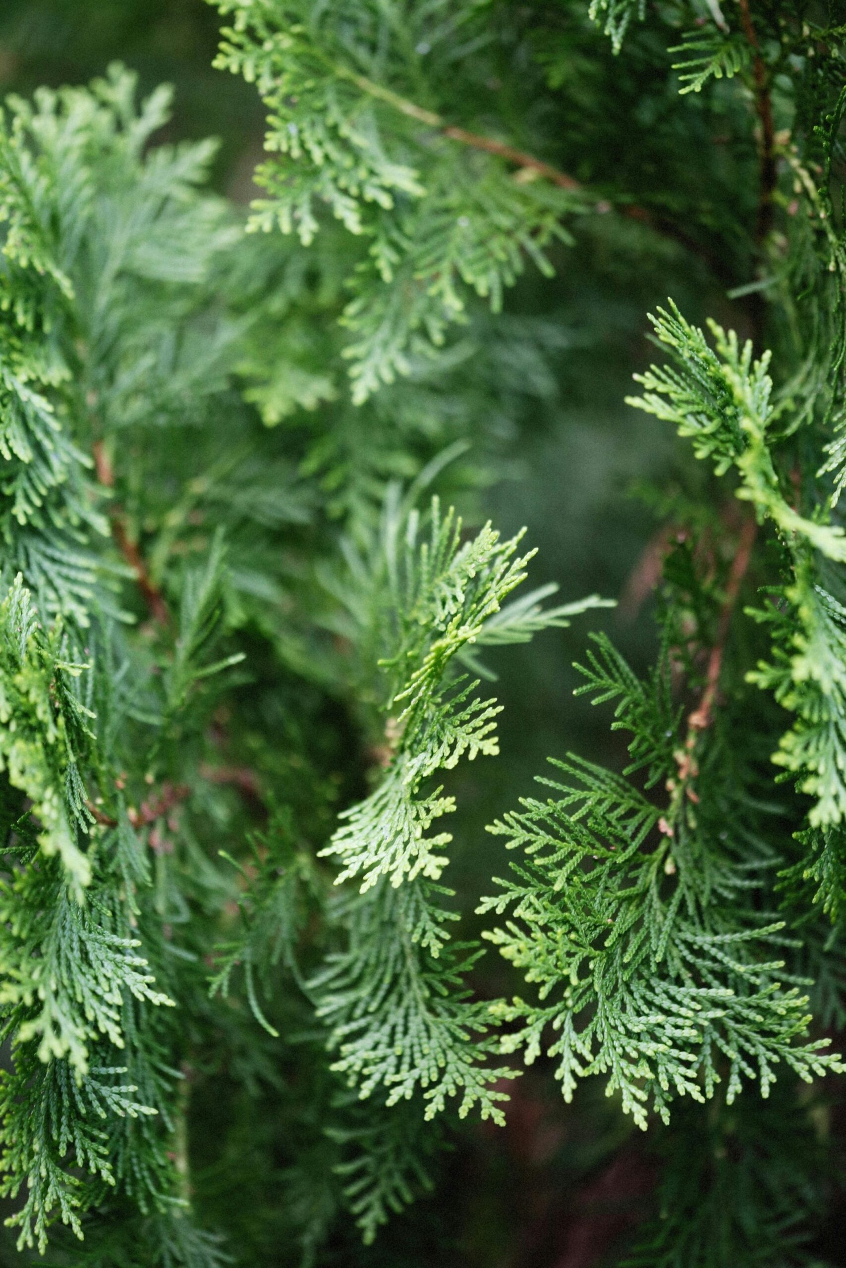 Thuja