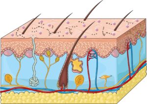 Microbiome Skincare Technology