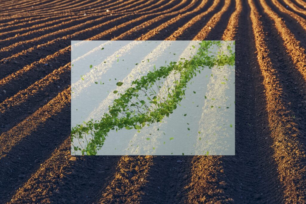 CRISPR in Agriculture