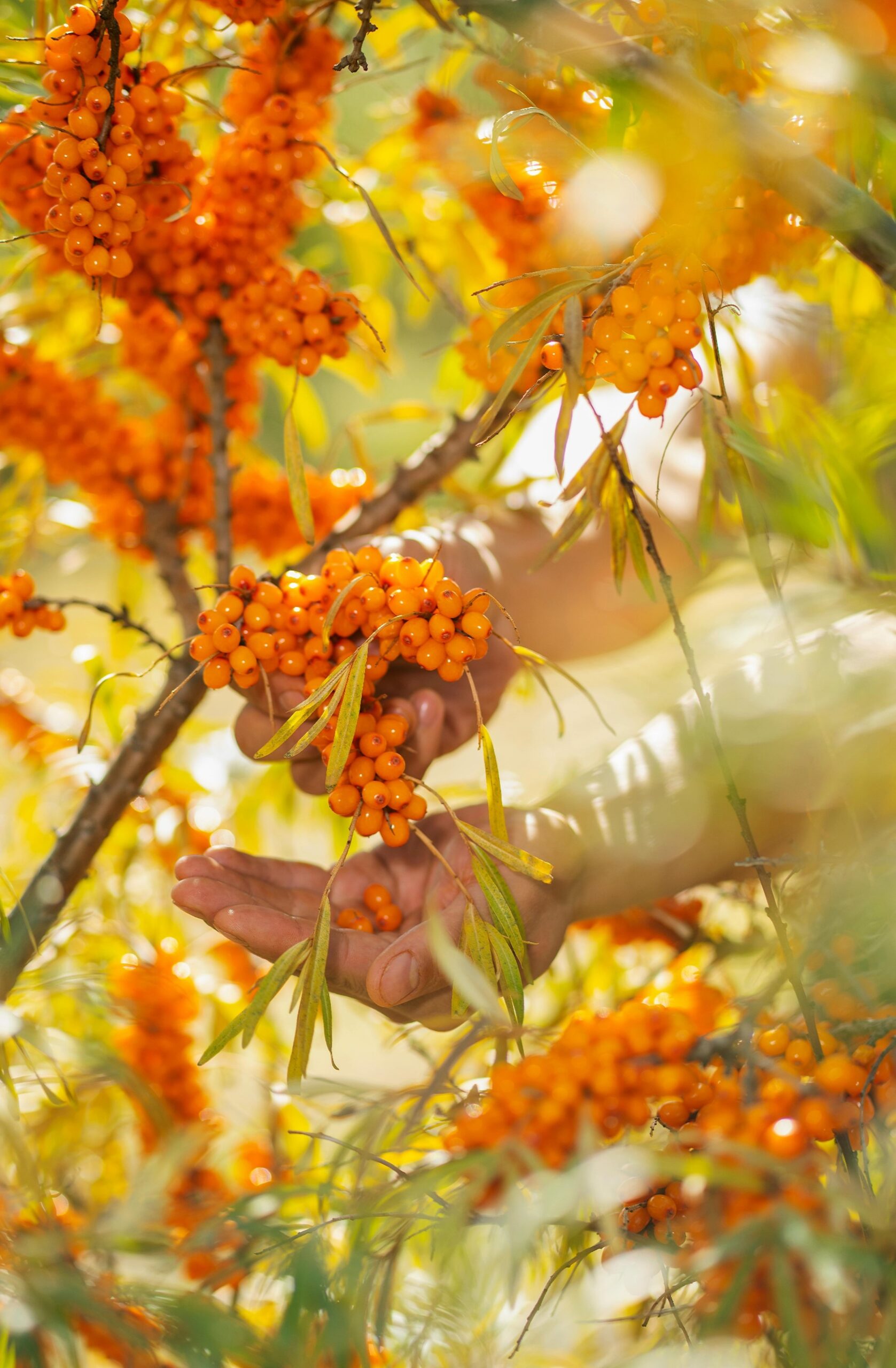 Sea Buckthorn: A Potent Anti-Aging Marvel