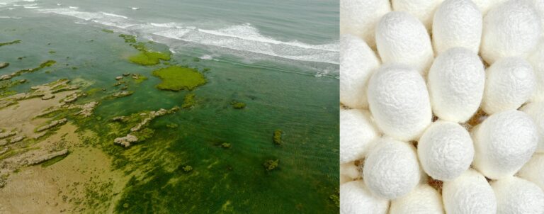 the Power of Alguronic Acid and Activated Silk