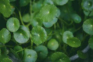 Centella Asiatica